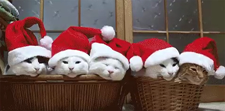 catxmasb66b9.jpg