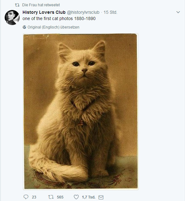 historycatf7562.jpg