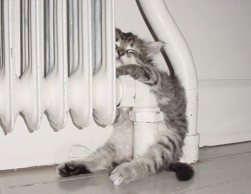 katzewarm9212c.jpg